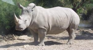 Rhinocéros_blanc